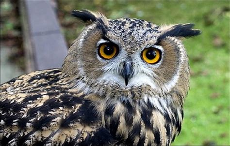 European Eagle Owl | Owl, Owl facts, Owl pictures