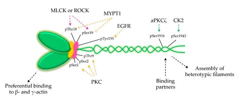 Cells | Free Full-Text | Non-Muscle Myosin 2A (NM2A): Structure, Regulation and Function