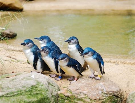 Australia Has The Most Adorable Fairy Penguins – InnerStrengthZone.com