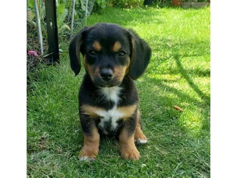 2 CUTE REGISTERED JACKABEE PUPPIES FOR SALE. in Maplewood - Puppies for ...