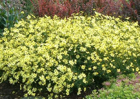 Coreopsis ‘Moonbeam’