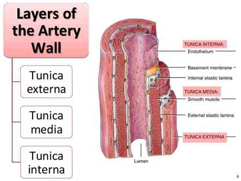 Artery: Layers of an Artery