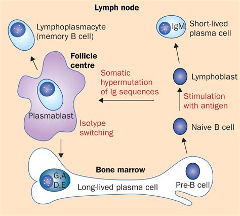 Plasma Cell In Multiple Myeloma