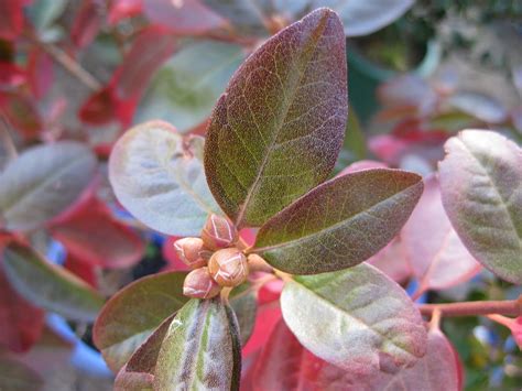 Victoria Gardens: Fab, Fab, Fall Foliage: Rhododendron 'P.J.M.'