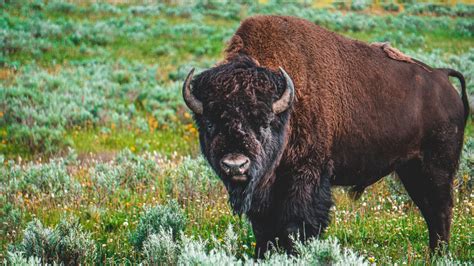 American Bison Fact Sheet | Blog | Nature | PBS