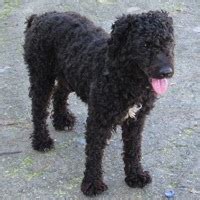 Portuguese Water Dog Rescue ― ADOPTIONS