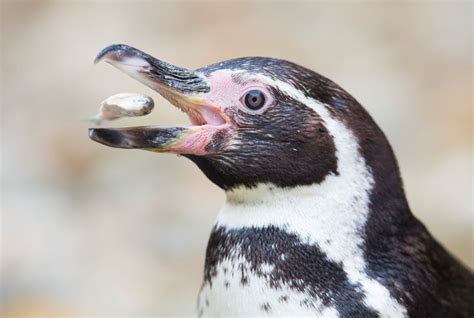 Humboldt Penguins - Fun Facts & Information For Kids | Humboldt penguin ...