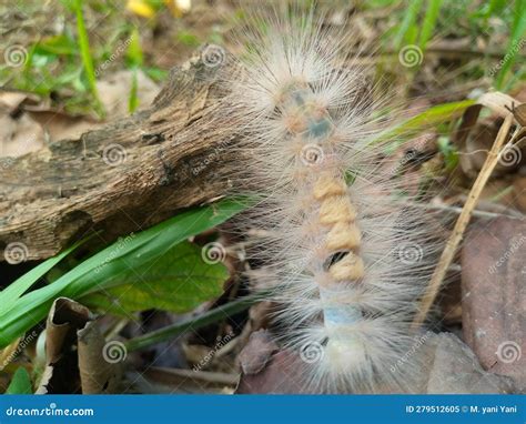 Venomous caterpillar stock image. Image of eating, caterpillar - 279512605