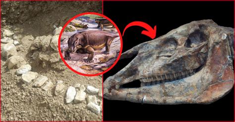 8 Million-Year-Old Hipparion Fossils Found In Xinjiang