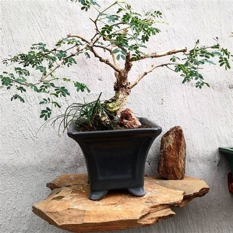 20 Best Acacia Bonsai Pictures | Balcony Garden Web