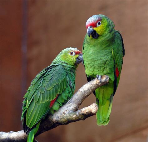 Keeping Amazon Parrots as Pets