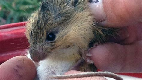 Groups want cows corralled to protect jumping mouse habitat ...