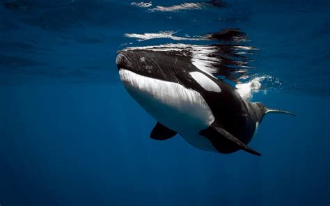 Orca Underwater Wallpaper