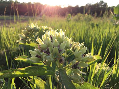 Native (Kansas) Wildflower Set (20-100 seeds of each) | The Buffalo Seed Company