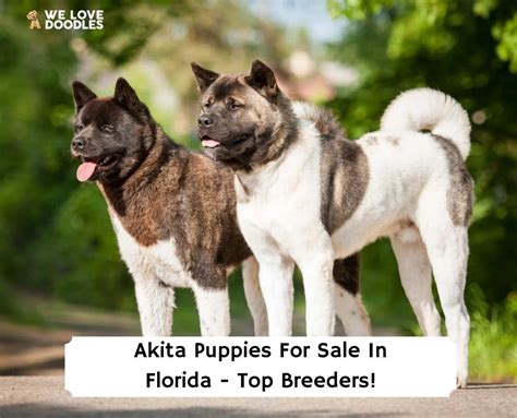 Akita Puppies in Florida For Sale: Top 6 Breeders! (2024) - We Love Doodles