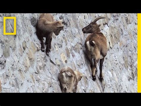 Mountain Goats Climbing Vertical