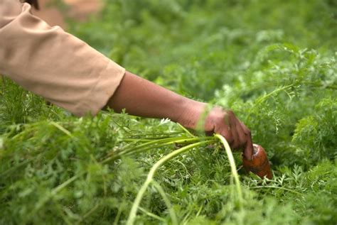 Farming for the future in South Africa