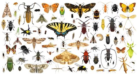 Are Insects Animals? | AZ Animals