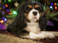 Dog, King Charles Spaniel, Pet Free Stock Photo - Public Domain Pictures