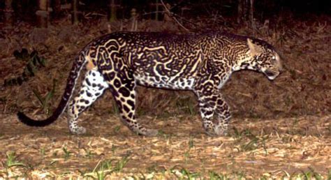 abundistic jaguar | Melanistic animals, Melanistic, Rare cats