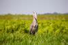 Shoebill - 7 reasons to love this dinosaur of birds - Africa Geographic