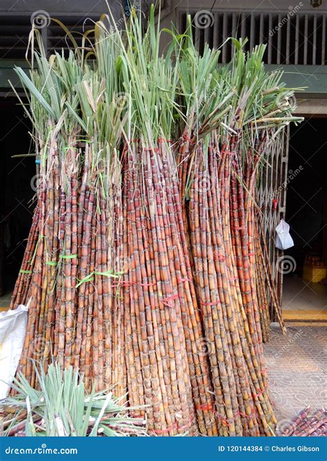 Green Bamboo stalks stock photo. Image of plant, bamboo - 120144384