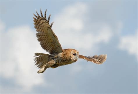 eBird Checklist - 8 Apr 2008 - Slimbridge Wetland Centre (WWT) - 1 species