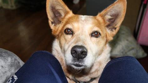 The Red Heeler Dog: Characteristics, Temperament, and Care Tips - Dogsintl