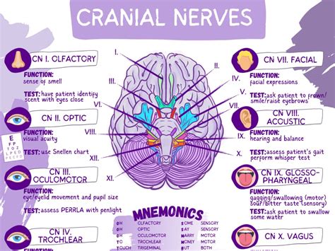 Cranial Nerves & Functions Worksheet Template-student Nurse Review ...