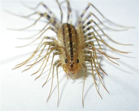 Scientastic!: Horrifying Creatures From My Youth: The House Centipede