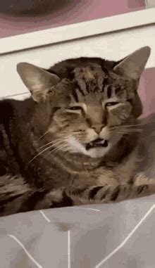 Cat High GIF - Cat High Sired - Discover & Share GIFs