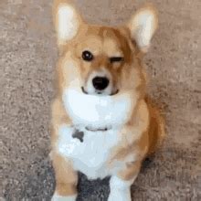 Corgis PFP - Corgis Profile Pics