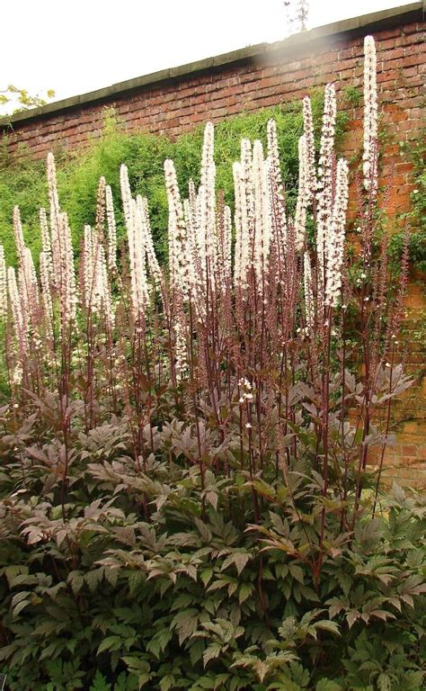 PlantFiles Pictures: Actaea, Autumn Snakeroot, Black Cohosh, Bugbane ...