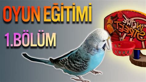 Muhabbet Kuşu Oyun Eğitimi Oyuncak ve Oyuna Alıştırma 1.BÖLÜM - YouTube