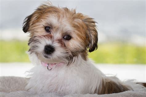 These 7 Cavachon Breeders Are The Ones You Can Trust