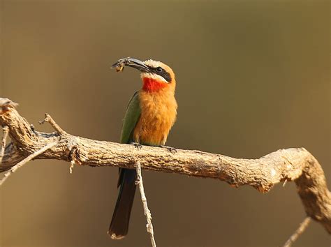 white fronted bee eater - Kavinga Safaris