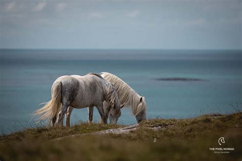 The Critically Endangered Eriskay Pony Could Disappear Without Careful ...