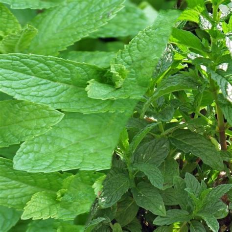 Healthcare : Health benefits of Peppermint - Healthcare