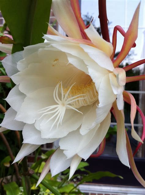 Amazing Midnight Cereus Blooms!!!