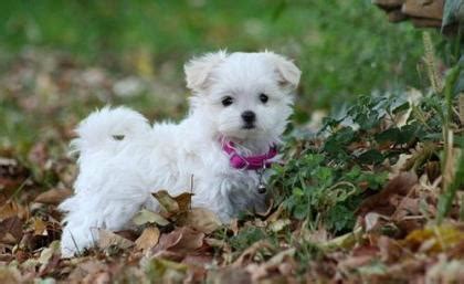 Maltipom (Maltese X Pomeranian) Info, Temperament, Puppies, Pictures