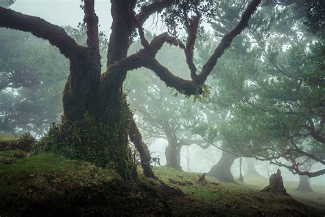 25 Photos of Madeira's Dreamy Fanal Forest by Albert Dros