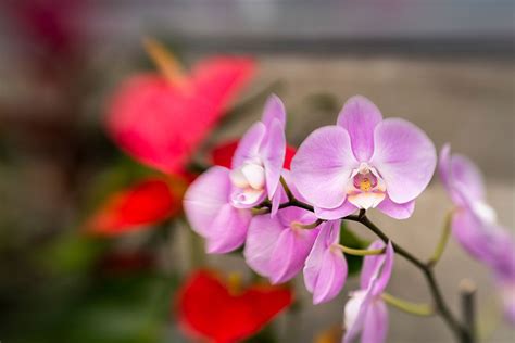 Orchid Showcase | Denver Botanic Gardens