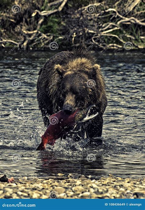 Alaskan bear fishing stock image. Image of fish, peninsula - 108436649