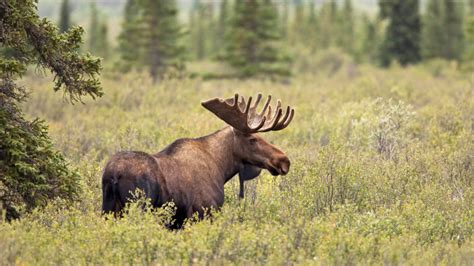 Iconically Canadian —The Moose — Nature Canada