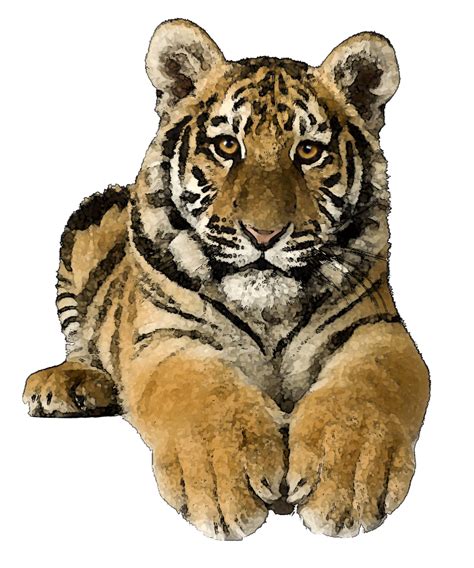 clip art tiger transparent - Clip Art Library