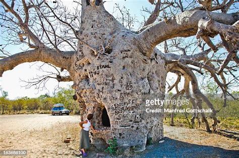 Boab Prison Tree Wyndham Photos and Premium High Res Pictures - Getty Images