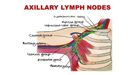 Axillary Lymph Nodes Armpit