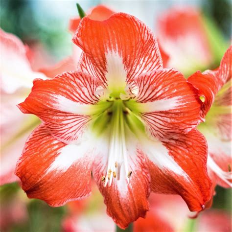 Amaryllis Minerva | Christmas Amaryllis | Candy Cane Amaryllis – Easy ...