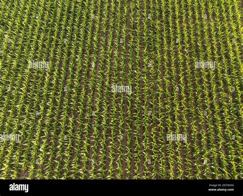 Aerial view of a corn field Stock Photo - Alamy