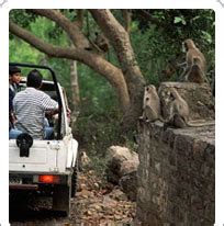 Mount Abu Wildlife Sanctuary, Mount Abu Sancturary, Mount Abu Wildlife